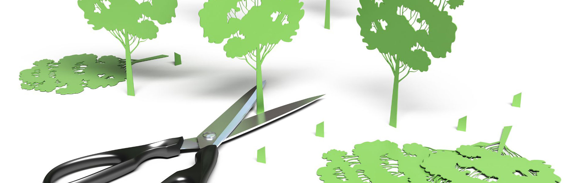 “Deforestazione Zero”, il nuovo Regolamento EUDR