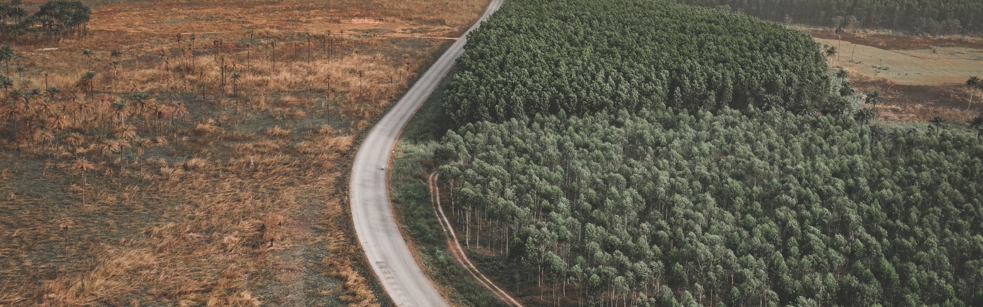 EUDR, pubblicato il nuovo Regolamento che semplifica e rinvia l’applicazione della normativa sulla deforestazione